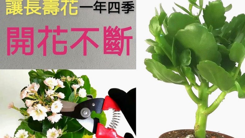 携程拿去花怎么自己套