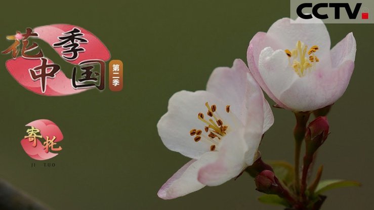 花呗秒套平台推荐：值得使用的平台