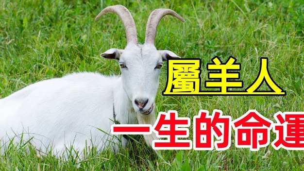 羊小咩的购物额度怎么套出来