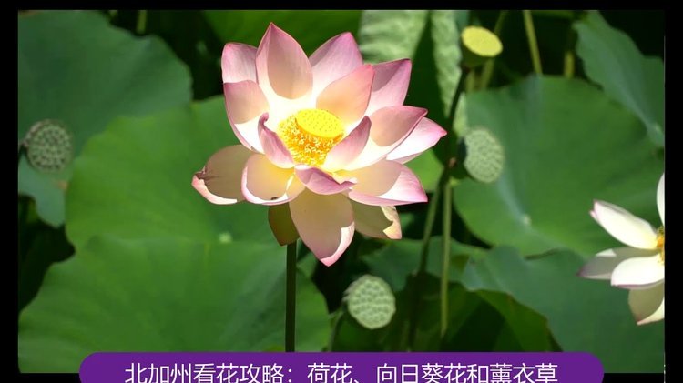花呗支付平台有哪些