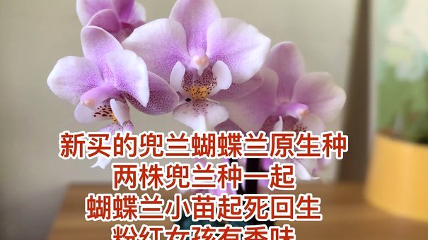套现花呗的费用和风险大公开：你必须知道的细节
