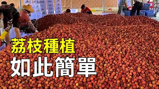 便荔卡包平台正规性解析