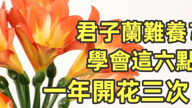 花呗怎么套钱出来?