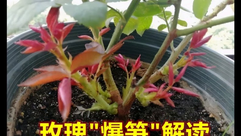 花呗套现攻略：安全与风险并存的指南