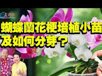 花呗平台正规吗 取消了吗