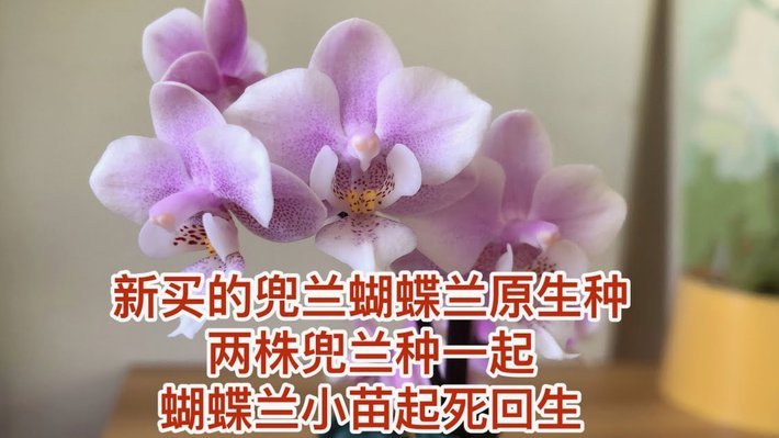 得物里面的余额怎么花