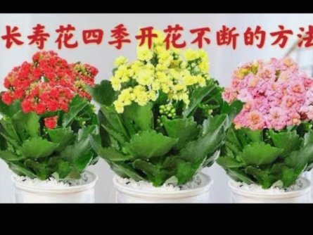 花呗背后的真相：它凭什么这么成功？