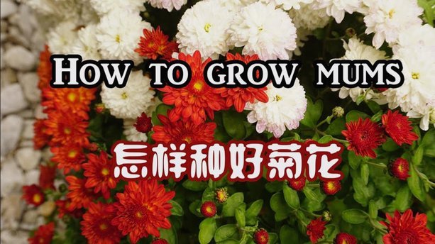 花呗怎么可能
