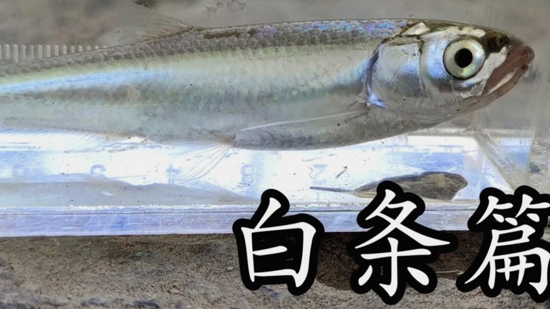 白条白条怎么提取出来